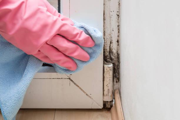 Reliable Chadbourn, NC Mold Removal Solutions